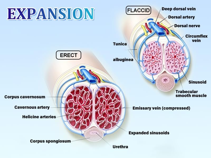Adorime penis pump size and dimensions