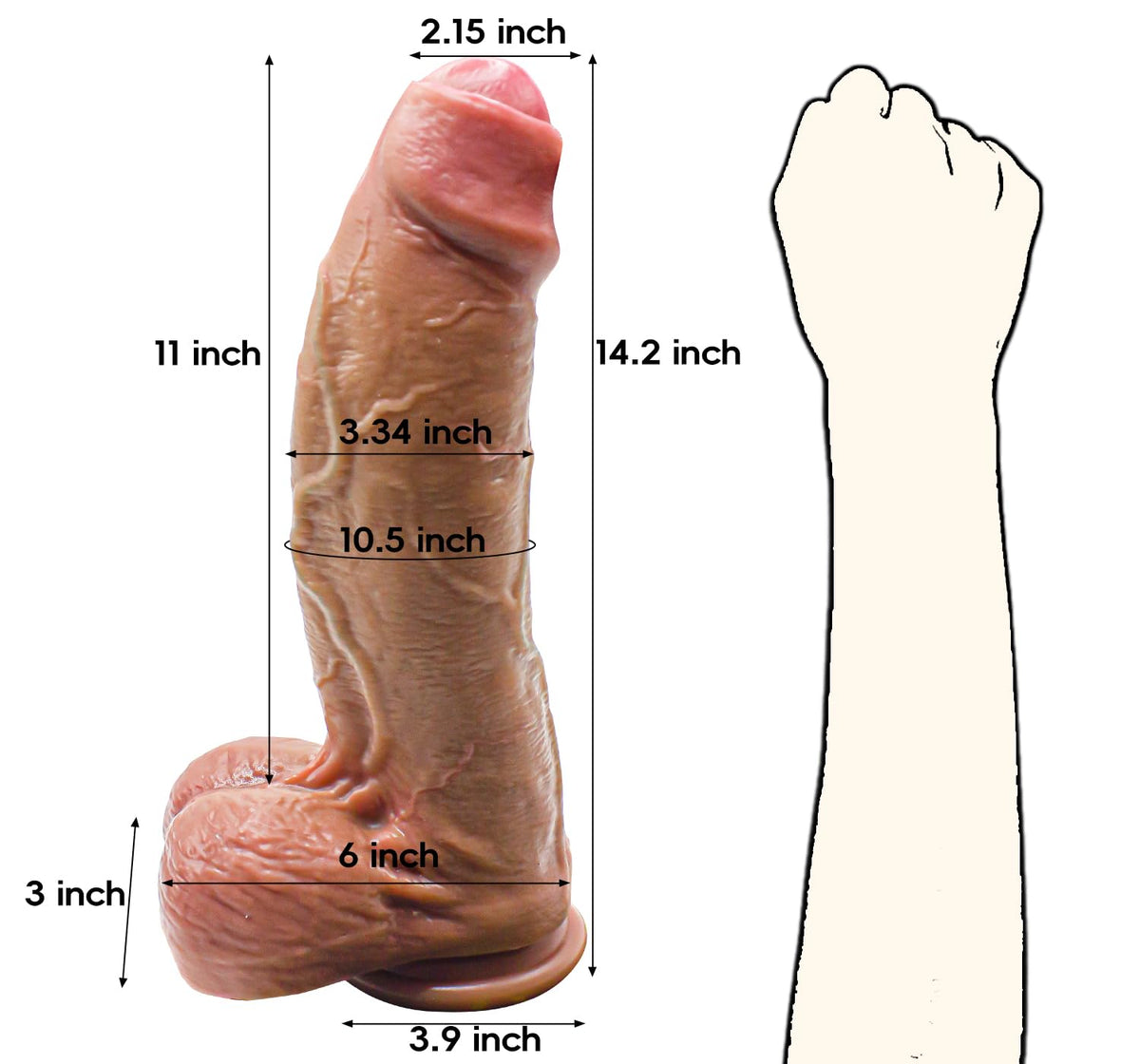 Dimension diagram for the flesh dong compared to a forearm